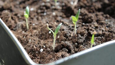 seedling, plant, nature, tomatoes, tomato, seedlings, vegetables