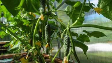 cucumbers, vegetables, food, healthy, fresh, cucumber, sheets, green, nutrition, vitamins, summer, harvest, raw material, plants, nature, cucumber, cucumber, cucumber, cucumber, cucumber