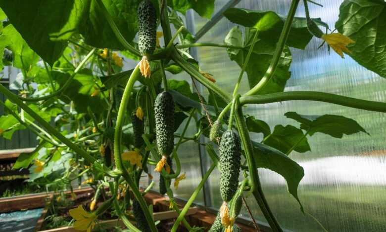 cucumbers, vegetables, food, healthy, fresh, cucumber, sheets, green, nutrition, vitamins, summer, harvest, raw material, plants, nature, cucumber, cucumber, cucumber, cucumber, cucumber