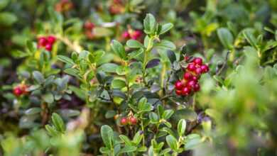 lingonberry, vaccinium vitis-idaea, food, fresh, berries, colorful, ripe, ground, forest, nature, sweet, juicy, freshness, vegetarian, color, leaves, natural, growth, delicious, juice, green idea