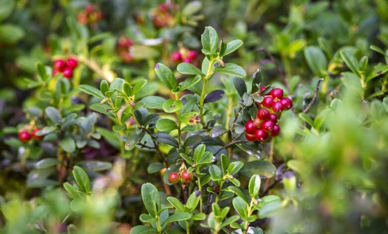 lingonberry, vaccinium vitis-idaea, food, fresh, berries, colorful, ripe, ground, forest, nature, sweet, juicy, freshness, vegetarian, color, leaves, natural, growth, delicious, juice, green idea