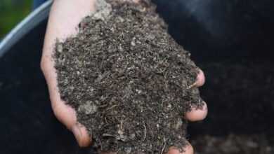 mulch, bokashi, earth, nature, grow, green, outside, natural, plant, agriculture, environment, eco-friendly, organic, the future, gardening, garden, mulch, mulch, mulch, mulch, mulch, bokashi