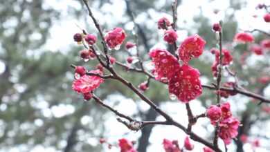 apricot, nature, red apricot blossom, flower background, flower wallpaper, beautiful flowers, tree, spring, flowers, pink, bloom, branch, korea, busan