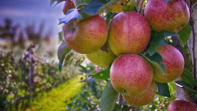 apples, branch, autumn, orchard, fruits, orchard, orchard, orchard, orchard, orchard