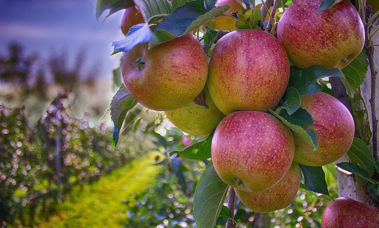 apples, branch, autumn, orchard, fruits, orchard, orchard, orchard, orchard, orchard