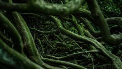roots, woods, forest, nature, roots, roots, roots, roots, roots