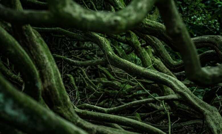 roots, woods, forest, nature, roots, roots, roots, roots, roots