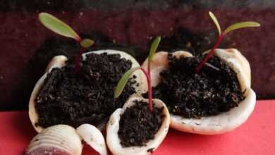 rostock, land, spring, seedlings, nature, green