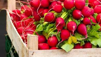 radish, vegetables, food, nourishment, vitamins, farmers local market, bio, health, radish, radish, radish, radish, radish