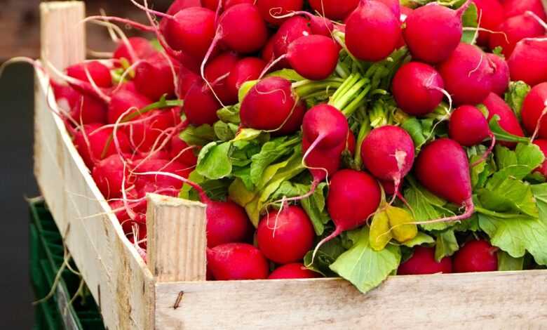 radish, vegetables, food, nourishment, vitamins, farmers local market, bio, health, radish, radish, radish, radish, radish