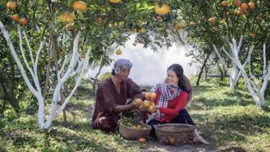 tangerines, orchard, harvesting, man, woman, love, happy, harvest, fruit, food, plants, production, farm, garden, nature, rural, countryside, vietnam, orchard, orchard, orchard, orchard, orchard, harvesting, harvest, fruit, food, production, production, farm, vietnam