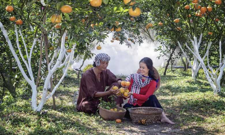 tangerines, orchard, harvesting, man, woman, love, happy, harvest, fruit, food, plants, production, farm, garden, nature, rural, countryside, vietnam, orchard, orchard, orchard, orchard, orchard, harvesting, harvest, fruit, food, production, production, farm, vietnam