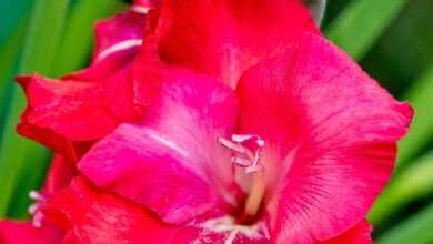 nature, flower, gladiolus, red, beautiful flowers, spring, flower background, flower wallpaper, garden