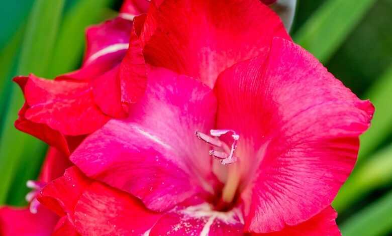 nature, flower, gladiolus, red, beautiful flowers, spring, flower background, flower wallpaper, garden