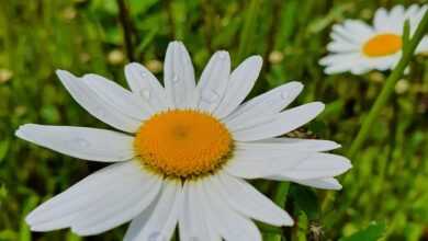 daisy, chamomile, flower background, beautiful flowers, field, summer, flower wallpaper, june, nature, mood, flowers, flower, white, flower bed