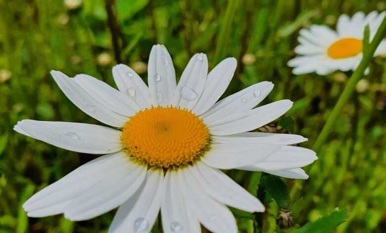 daisy, chamomile, flower background, beautiful flowers, field, summer, flower wallpaper, june, nature, mood, flowers, flower, white, flower bed