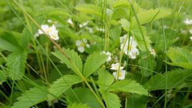flowering, of, wild, berries, дикие, ягоды