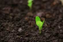 seedlings for planting, changes, seedlings, plantation, plantation background, nature, agriculture, season, development, farm, growth, growing, farming, farmland, agricultural, fields, culviation, plants, light, agronomy, plantation, plantation, agronomy, agronomy, agronomy, agronomy, agronomy