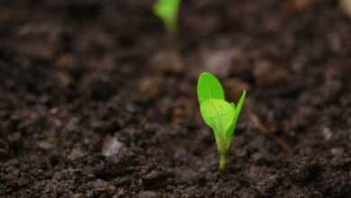 seedlings for planting, changes, seedlings, plantation, plantation background, nature, agriculture, season, development, farm, growth, growing, farming, farmland, agricultural, fields, culviation, plants, light, agronomy, plantation, plantation, agronomy, agronomy, agronomy, agronomy, agronomy