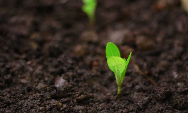 seedlings for planting, changes, seedlings, plantation, plantation background, nature, agriculture, season, development, farm, growth, growing, farming, farmland, agricultural, fields, culviation, plants, light, agronomy, plantation, plantation, agronomy, agronomy, agronomy, agronomy, agronomy