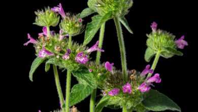 flora, plant, flower, black background, weeds, bouquet, botany, summer, nature, petals, weed, grass, iphone wallpaper
