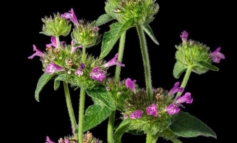 flora, plant, flower, black background, weeds, bouquet, botany, summer, nature, petals, weed, grass, iphone wallpaper