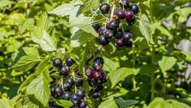currant, branch, green, berry, black, nature