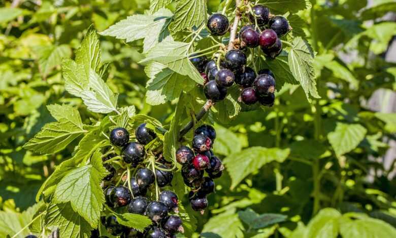 currant, branch, green, berry, black, nature