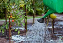 the cultivation of, vegetables, tamato, watering, watering can, water, nature, tomatoes, cocktail, breed, water the garden