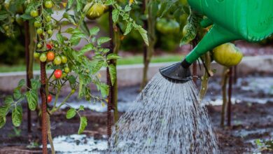 the cultivation of, vegetables, tamato, watering, nature, watering can, water, tomatoes, cocktail, breed, water the garden