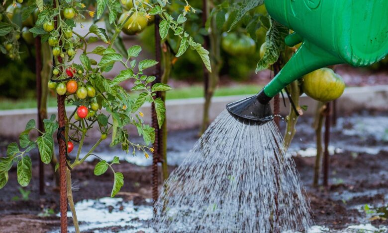 the cultivation of, vegetables, tamato, watering, nature, watering can, water, tomatoes, cocktail, breed, water the garden