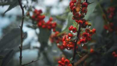 berries, fruits, currants, food, ripe, sweet, fresh, healthy, water droplets, red berries, nature, harvest, organic, produce, plants