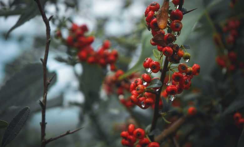 berries, fruits, currants, food, ripe, sweet, fresh, healthy, water droplets, red berries, nature, harvest, organic, produce, plants