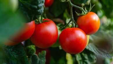 tomatoes, vegetables, fresh, bush, garden, nature, healthy, harvest
