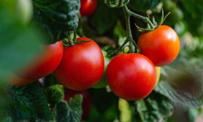 tomatoes, vegetables, fresh, bush, garden, nature, healthy, harvest