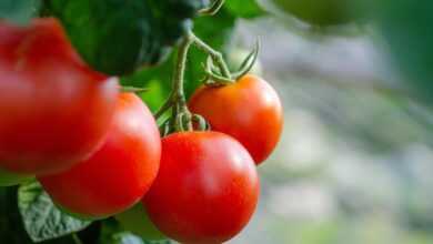 tomatoes, fresh, bush, vegetables, healthy, harvest, tomatoes, tomatoes, tomatoes, tomatoes, tomatoes, vegetables, vegetables