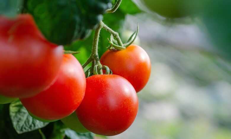 tomatoes, fresh, bush, vegetables, healthy, harvest, tomatoes, tomatoes, tomatoes, tomatoes, tomatoes, vegetables, vegetables