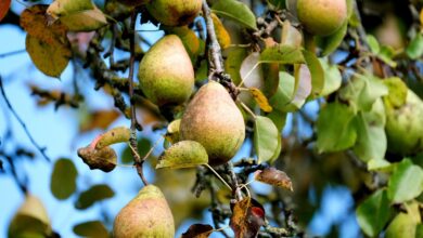 pear, fruit, tree, food, healthy, vitamins, orchard, plant, nature, closeup, pear, pear, pear, pear, pear