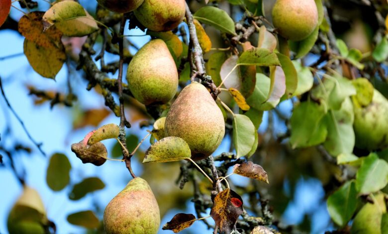 pear, fruit, tree, food, healthy, vitamins, orchard, plant, nature, closeup, pear, pear, pear, pear, pear