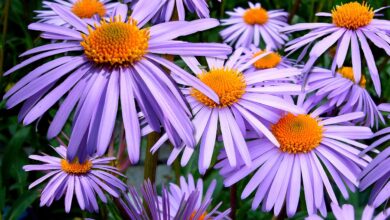 flowers, asters, garden, aster tongolensis, bloom, flower wallpaper, blossom, flowering plant, ornamental plant, plant, flora, nature, flower background, beautiful flowers, closeup