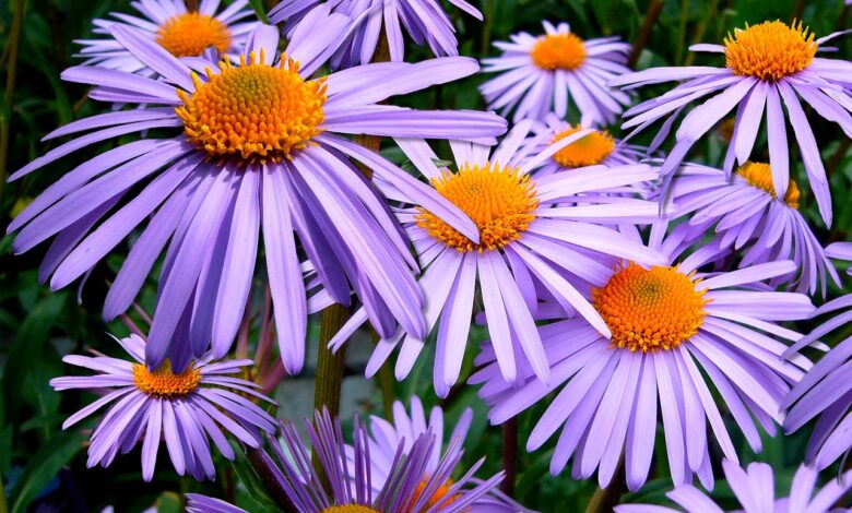 flowers, asters, garden, aster tongolensis, bloom, flower wallpaper, blossom, flowering plant, ornamental plant, plant, flora, nature, flower background, beautiful flowers, closeup