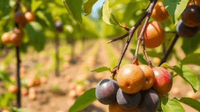 Як ефективно захистити врожай слив від хвороб і шкідників