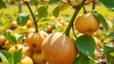 Як доглядати за айва