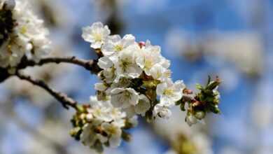 tree blossoms, apple blossoms, white flowers, bloom, blossom, white petals, flora, nature, apple tree, spring, apple tree flowers, branch, spring flowers, apple blossoms, apple blossoms, apple blossoms, apple tree, apple tree, apple tree, apple tree, apple tree