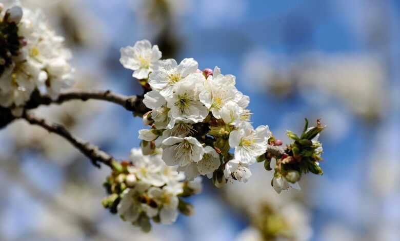 tree blossoms, apple blossoms, white flowers, bloom, blossom, white petals, flora, nature, apple tree, spring, apple tree flowers, branch, spring flowers, apple blossoms, apple blossoms, apple blossoms, apple tree, apple tree, apple tree, apple tree, apple tree