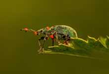 weevil, beetle, leaf, insect, bug, pest, animal, nature, macro, closeup, beetle, beetle, beetle, beetle, beetle, bug, bug, bug, bug, pest