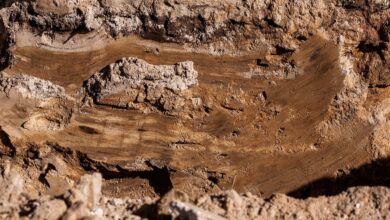 clay, soil layer, rock, soil, stone, nature, brown, texture, closeup, clay, clay, soil layer, soil layer, soil layer, soil, soil, soil, soil, soil