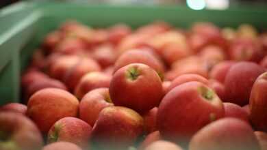 apples, fruits, food, fresh, healthy, ripe, organic, sweet, produce, harvest, apples, apples, apples, apples, apples, food