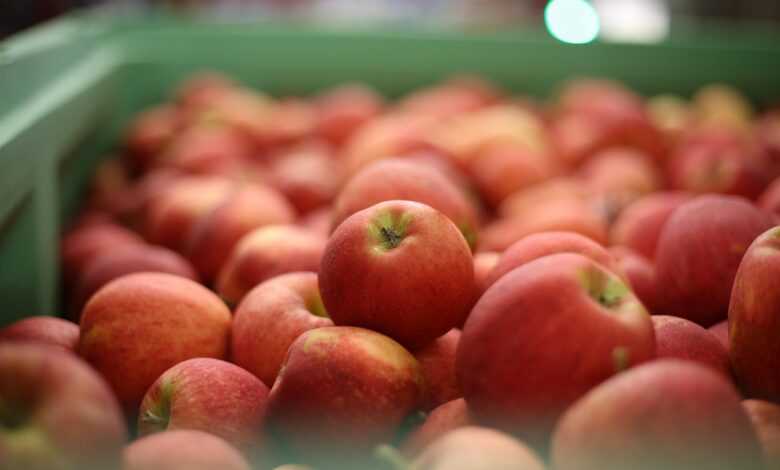 apples, fruits, food, fresh, healthy, ripe, organic, sweet, produce, harvest, apples, apples, apples, apples, apples, food