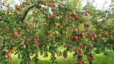 apples, apple tree, fruit, red, fresh, healthy, vitamins, orchard, apple tree, apple tree, apple tree, apple tree, apple tree